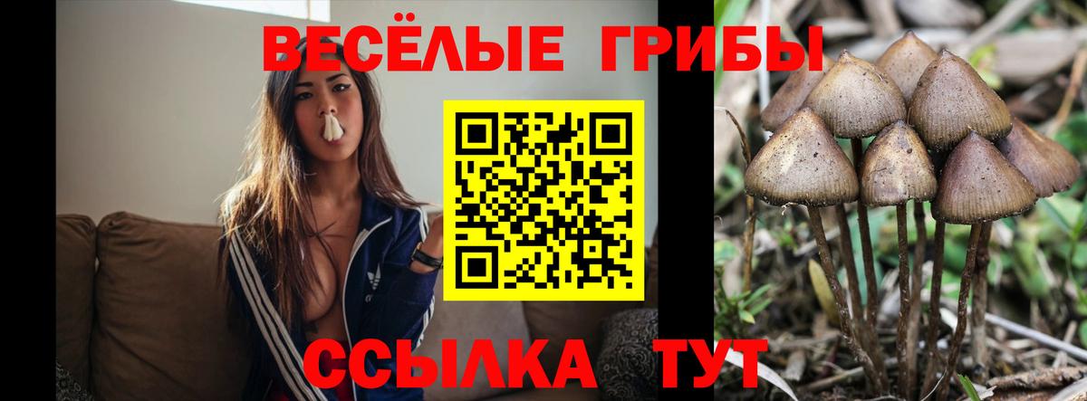 Псилоцибиновые грибы GOLDEN TEACHER  где купить наркоту  Назрань  Вход с VPN 